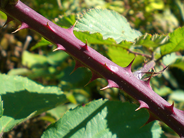 Rubus pyramidalis