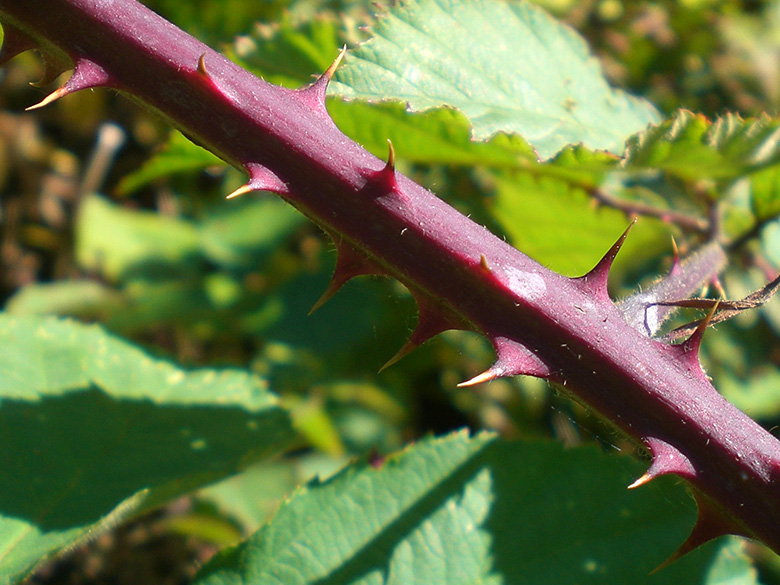 Rubus pyramidalis