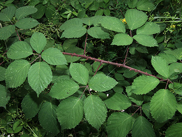 Rubus pyramidalis