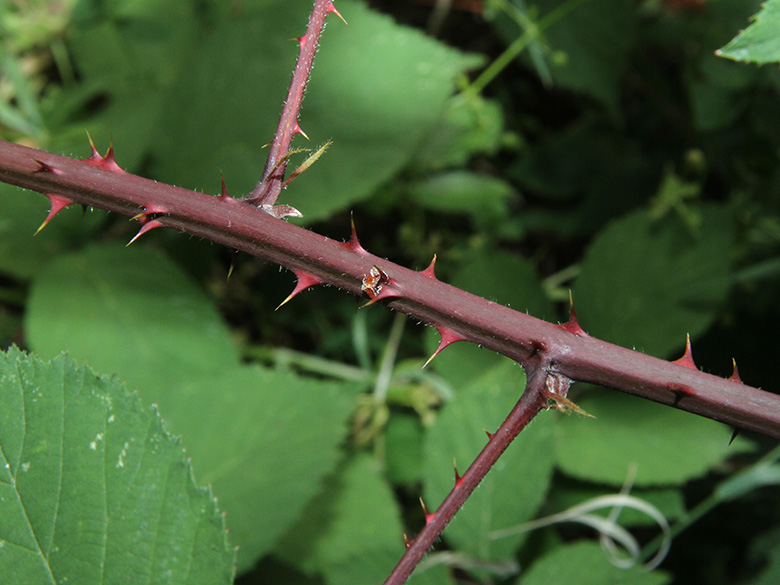 Rubus pyramidalis