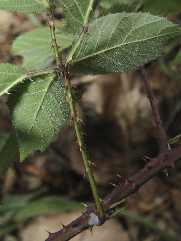 Rubus pyramidalis