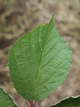 Rubus pyramidalis