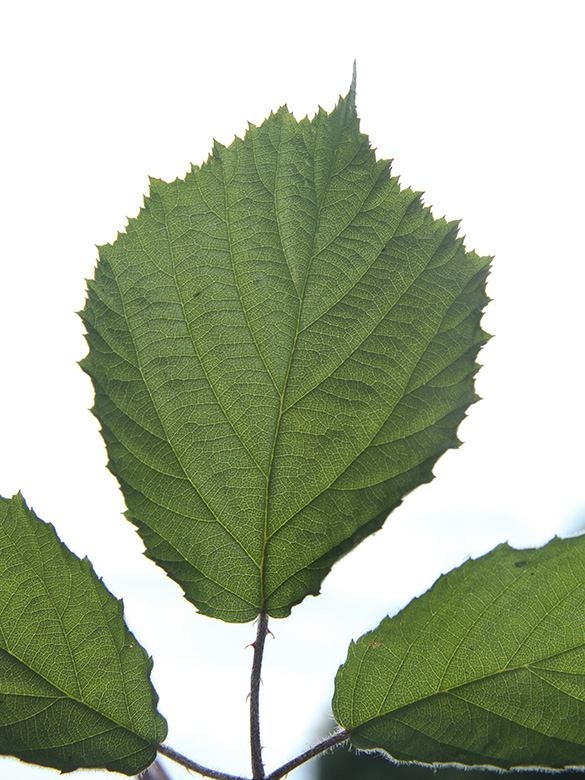 Rubus pyramidalis