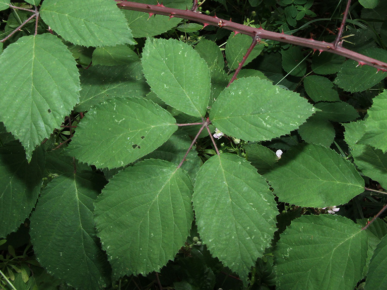 Rubus pyramidalis