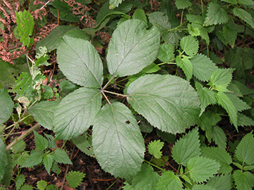 Rubus pyramidalis