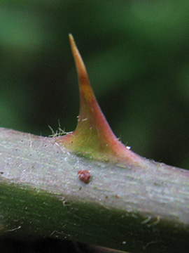 Rubus pyramidalis