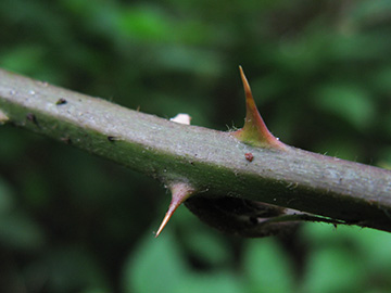 Rubus pyramidalis