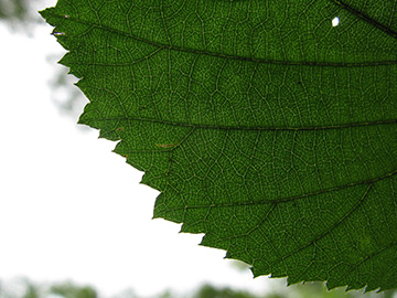 Rubus pyramidalis