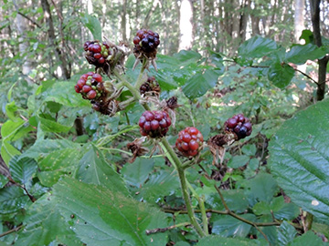 Rubus pyramidalis