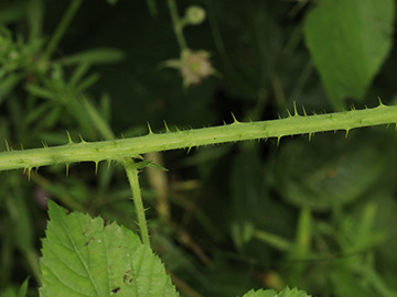 Rubus rugosifolius