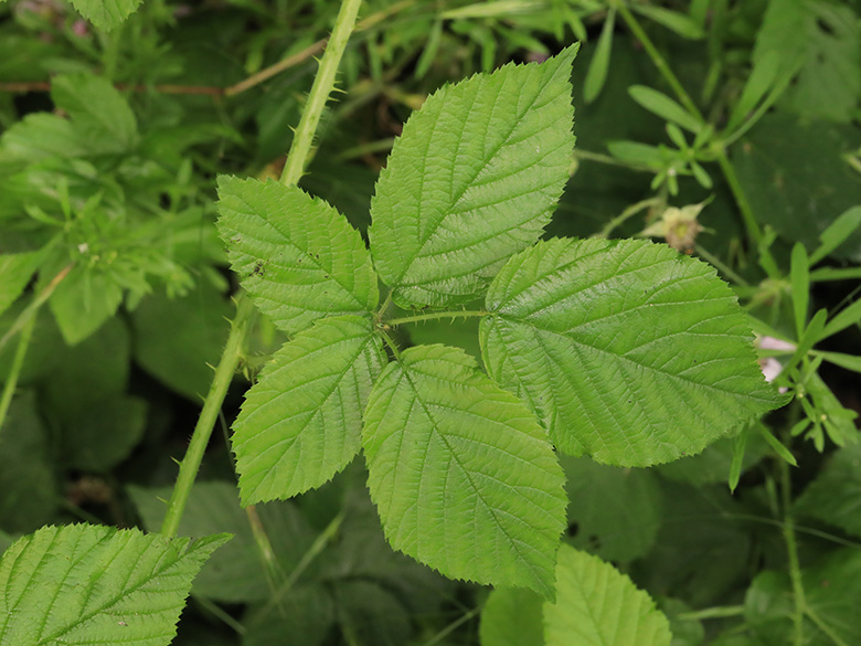 Rubus rugosifolius