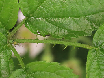 Rubus rugosifolius