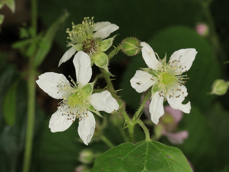 Rubus rugosifolius
