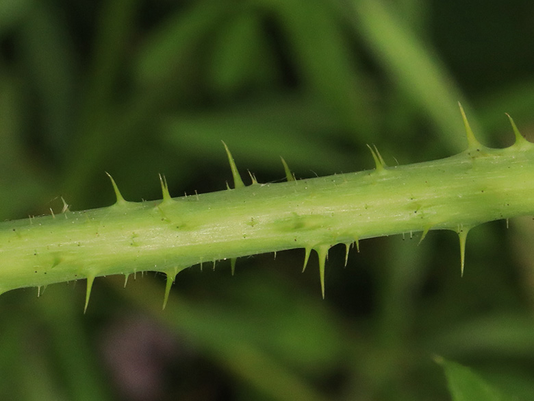 Rubus rugosifolius