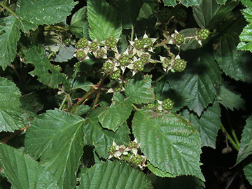 Rubus senticosus