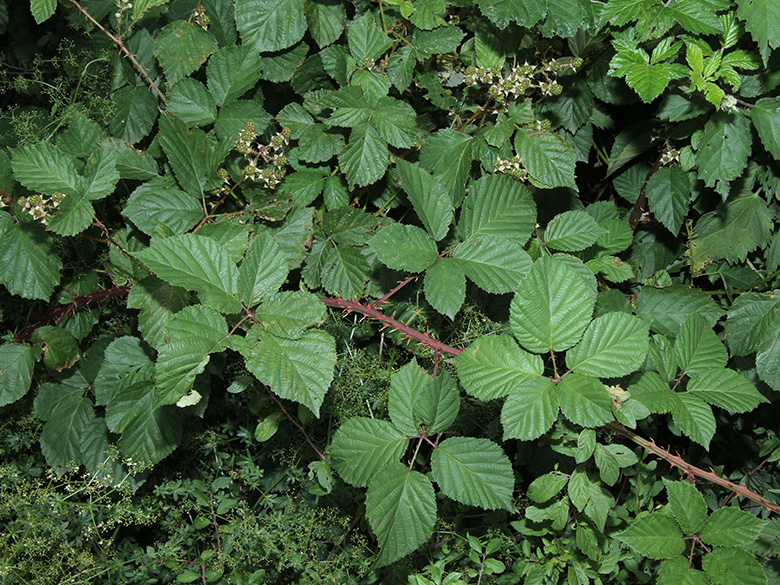 Rubus senticosus