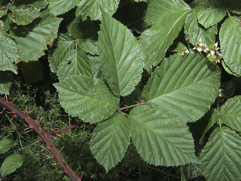 Rubus senticosus
