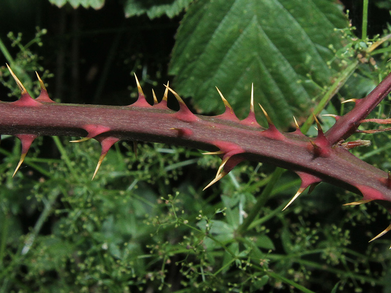 Rubus senticosus