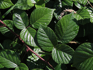 Rubus speculatus