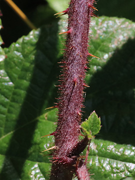Rubus speculatus