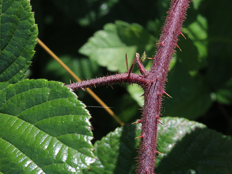 Rubus speculatus