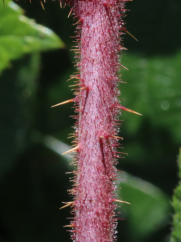 Rubus speculatus