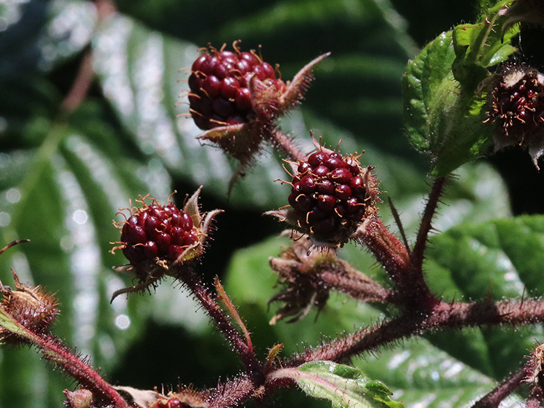 Rubus speculatus