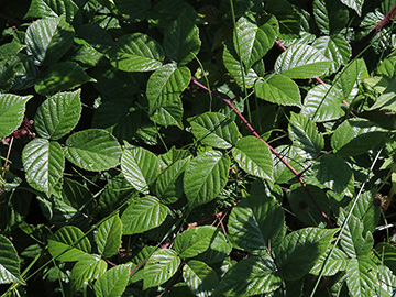 Rubus speculatus