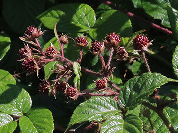 Rubus speculatus