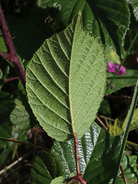 Rubus speculatus