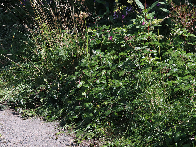 Rubus speculatus