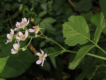 Rubus sprengelii