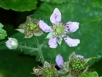 Rubus sprengelii