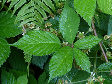 Rubus sprengelii