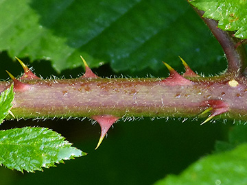 Rubus sprengelii