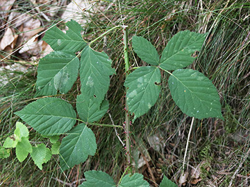 Rubus sprengelii