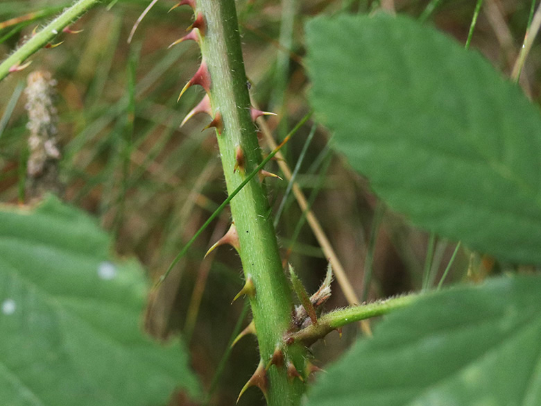 Rubus sprengelii