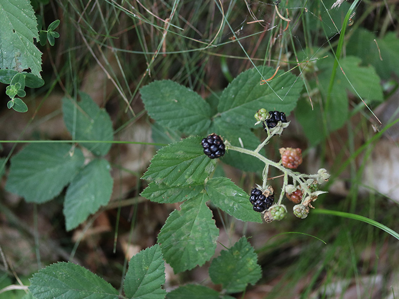 Rubus sprengelii