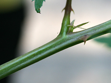 Rubus sulcatus