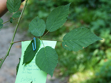 Rubus sulcatus
