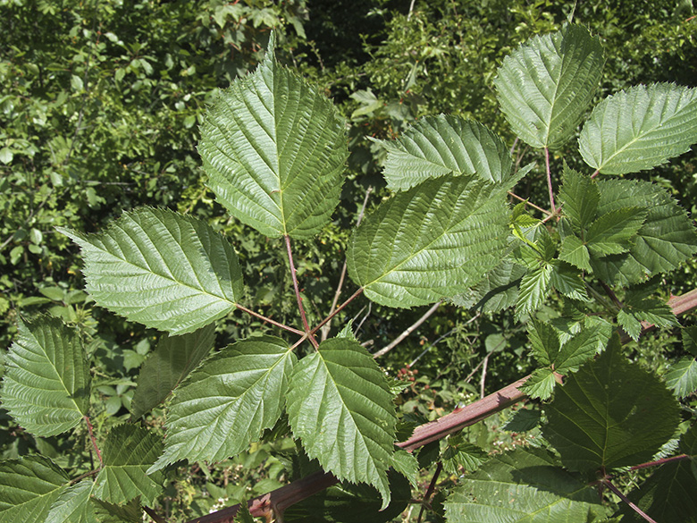 Rubus sulcatus