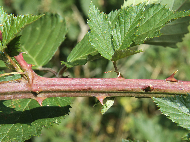 Rubus sulcatus