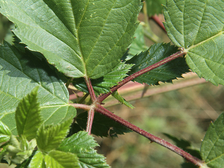 Rubus sulcatus