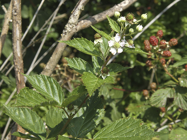 Rubus sulcatus