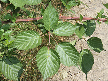 Rubus sulcatus