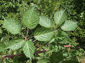 Rubus sulcatus