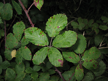 Rubus ulmifolius
