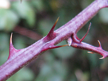 Rubus ulmifolius