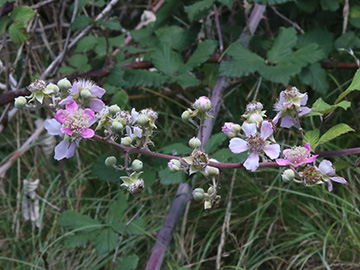 Rubus ulmifolius