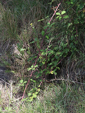 Rubus ulmifolius